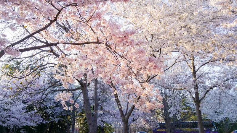 국민연금