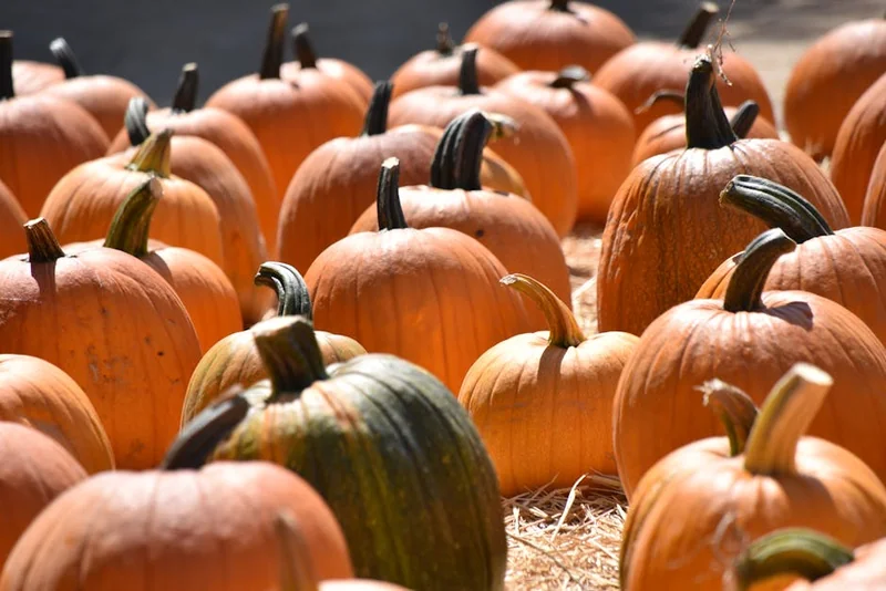 미국증시 휴장일