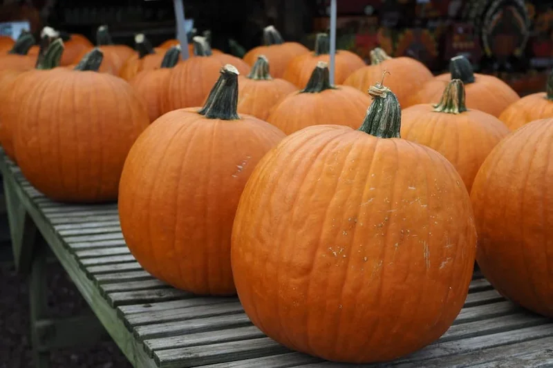 미국증시 휴장일