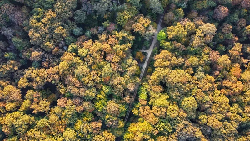 친애하는 김유정