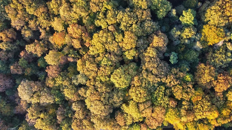 친애하는 김유정