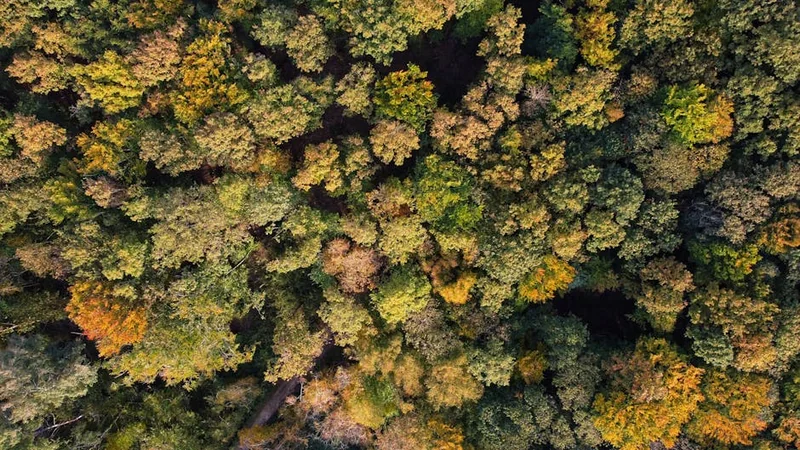 친애하는 김유정