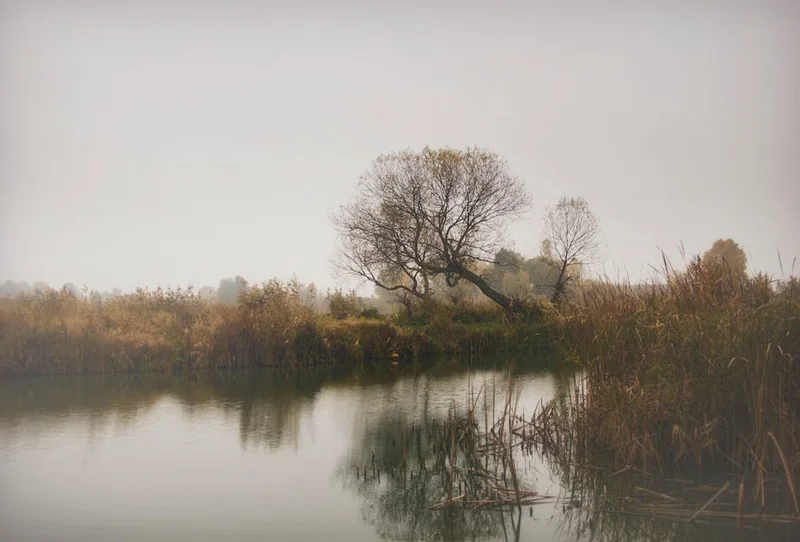 케이뱅크 돈나무