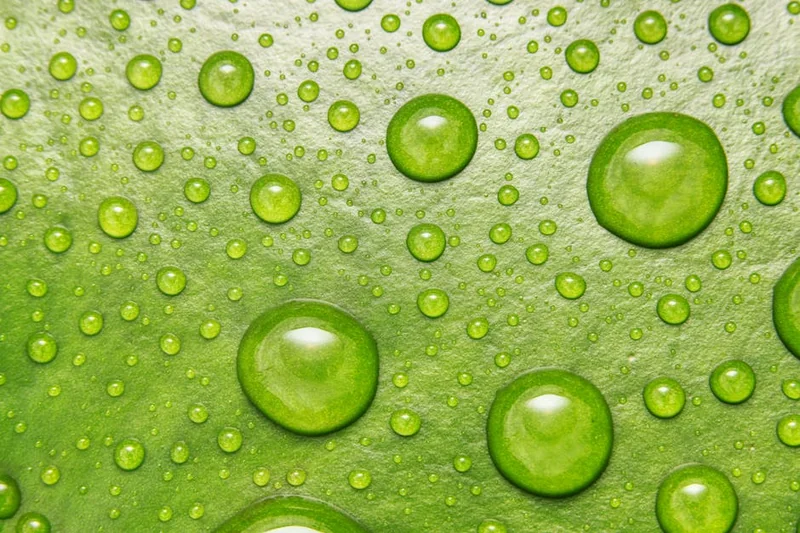 펩트론 일라이릴리