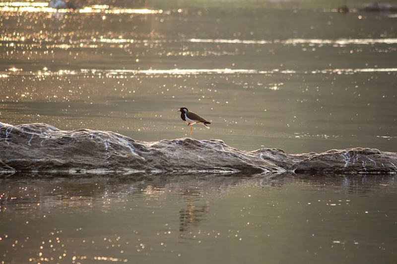 아침 집중력 탄산수